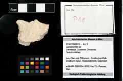 Foto (Objekt + Etikett) von Goniodromites sp.  (NHMW-GEO-2014-0194-0018)